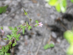Geranium purpureum