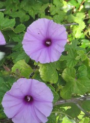 Ipomoea ficifolia