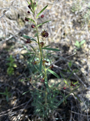 Cleome violacea