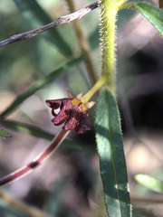 Cleome violacea