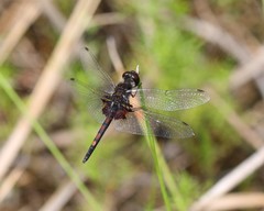Celithemis ornata