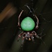 Green-pea Spider - Photo (c) Bernard DUPONT, some rights reserved (CC BY-SA)