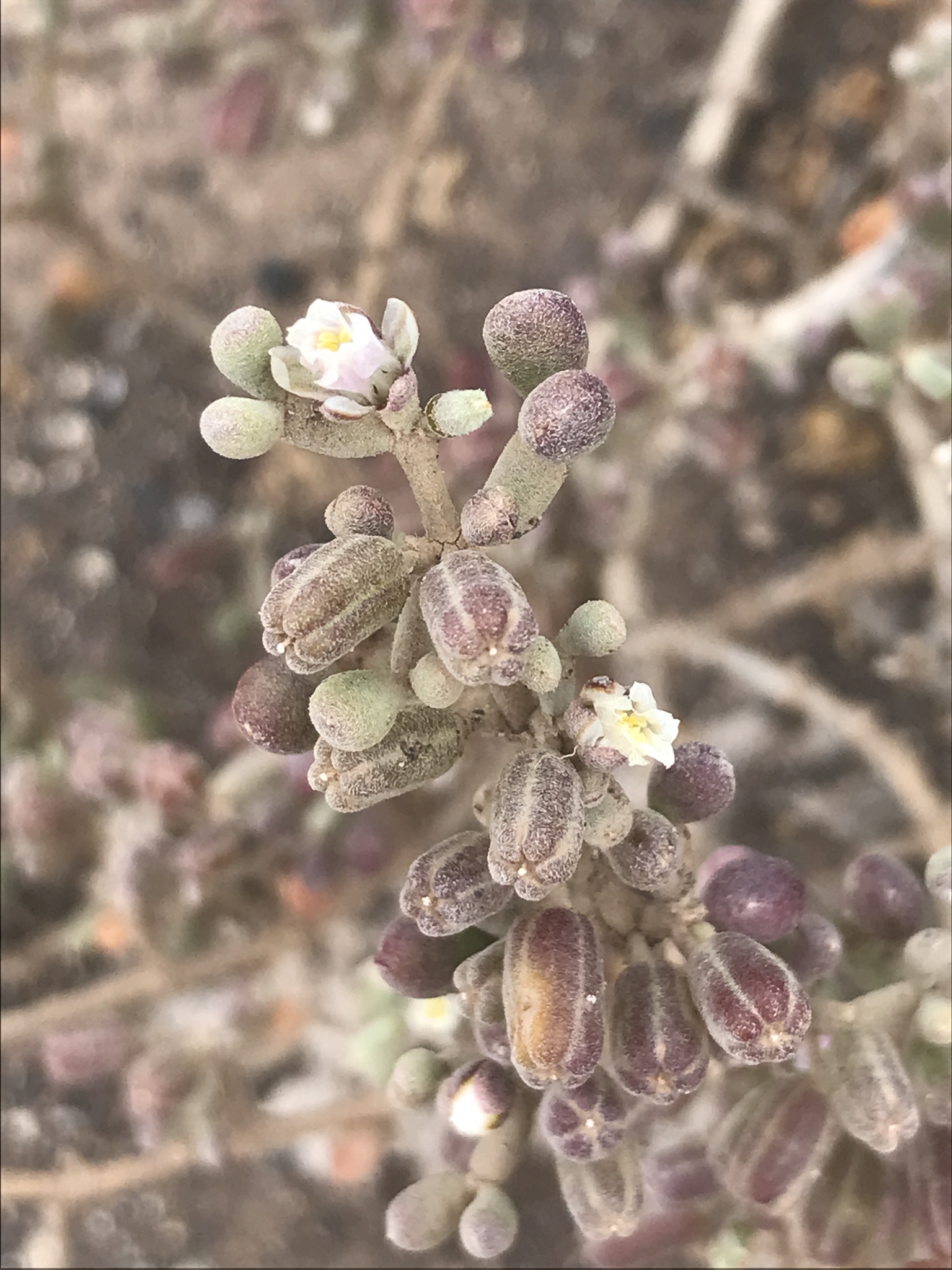 Tetraena gaetula