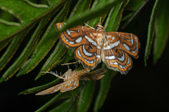 Cymoriza