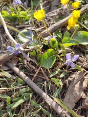 Viola suavis