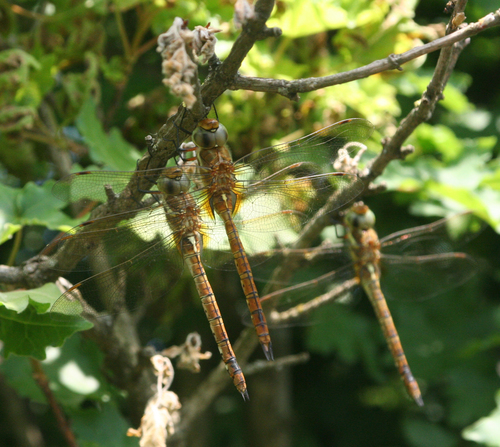 Photo of Norfolk Hawker (Isoaeschna isoceles)