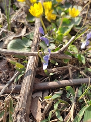 Viola suavis