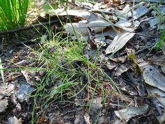 Poa bulbosa