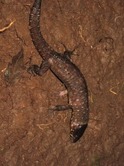 Lepidophyma smithii