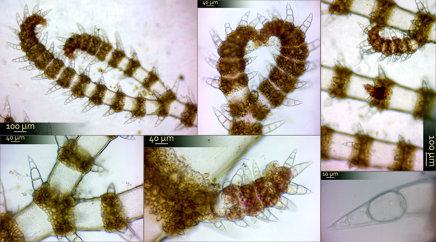 Ceramium ciliatum