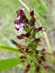 Neotinea ustulata