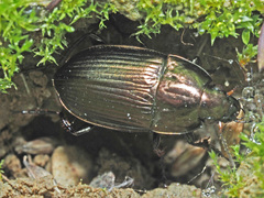 Amara eurynota