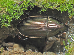 Amara eurynota
