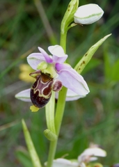 Ophrys scolopax