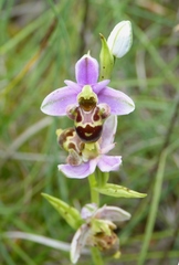Ophrys scolopax