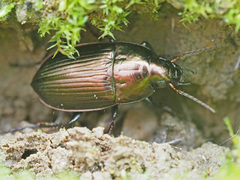 Amara eurynota