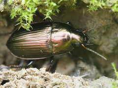 Amara eurynota