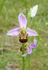 Ophrys apifera apifera