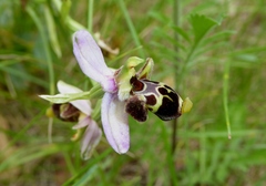 Ophrys scolopax