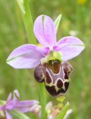 Ophrys scolopax