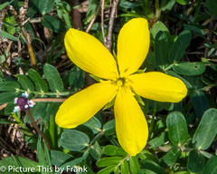 Tribulus cistoides