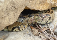 Zamenis scalaris