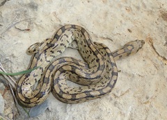 Zamenis scalaris