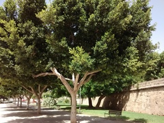 Ficus thonningii