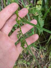 Carex polystachya