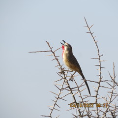 Rhodophoneus cruentus