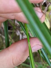 Carex polystachya