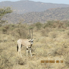 Oryx