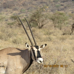 Oryx