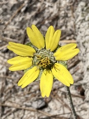 Berlandiera subacaulis