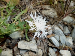 Centaurea pectinata