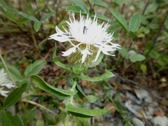 Centaurea pectinata
