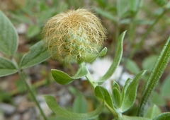 Centaurea pectinata