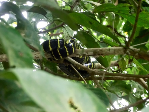 Boiga dendrophila