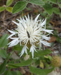 Centaurea pectinata