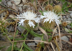 Centaurea pectinata