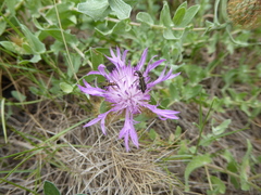 Centaurea pectinata
