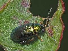 Crepidodera plutus