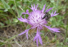 Centaurea pectinata