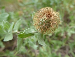 Centaurea pectinata