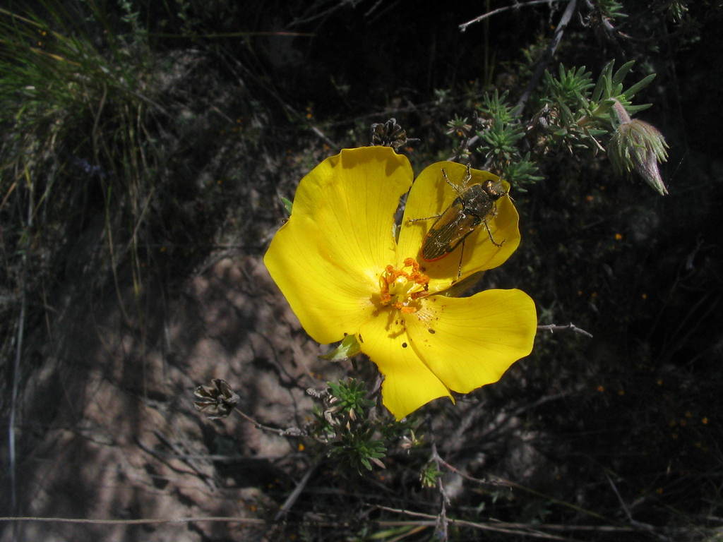 Lasionota rufocaudalis