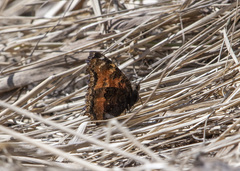 Nymphalis