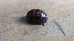 Platyphora congregata