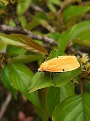 Eilema costipuncta