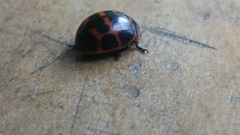 Platyphora congregata