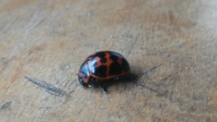 Platyphora congregata